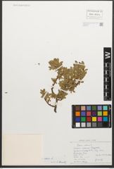 Foto von Salix retusa L.